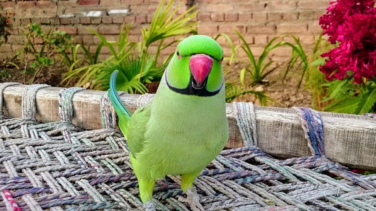 Parrot